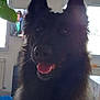 dog, black_dog, indoor, pet, fluffy_fur, ears, tongue, happy, close_up, television, window, plant, floor, radiator, furniture, light, shadow, home, animal, canine