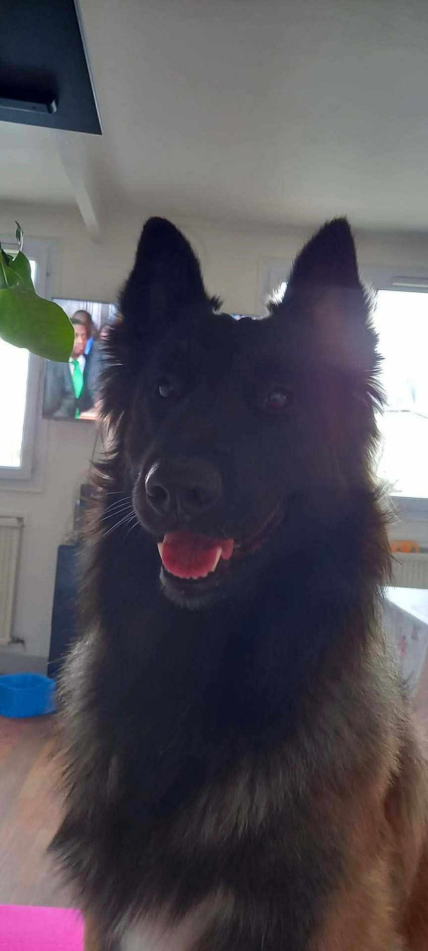 Giove participe au concours pour gagner de l'argent avec cette photo : dog, black_dog, indoor, pet, fluffy_fur, ears, tongue, happy, close_up, television, window, plant, floor, radiator, furniture, light, shadow, home, animal, canine