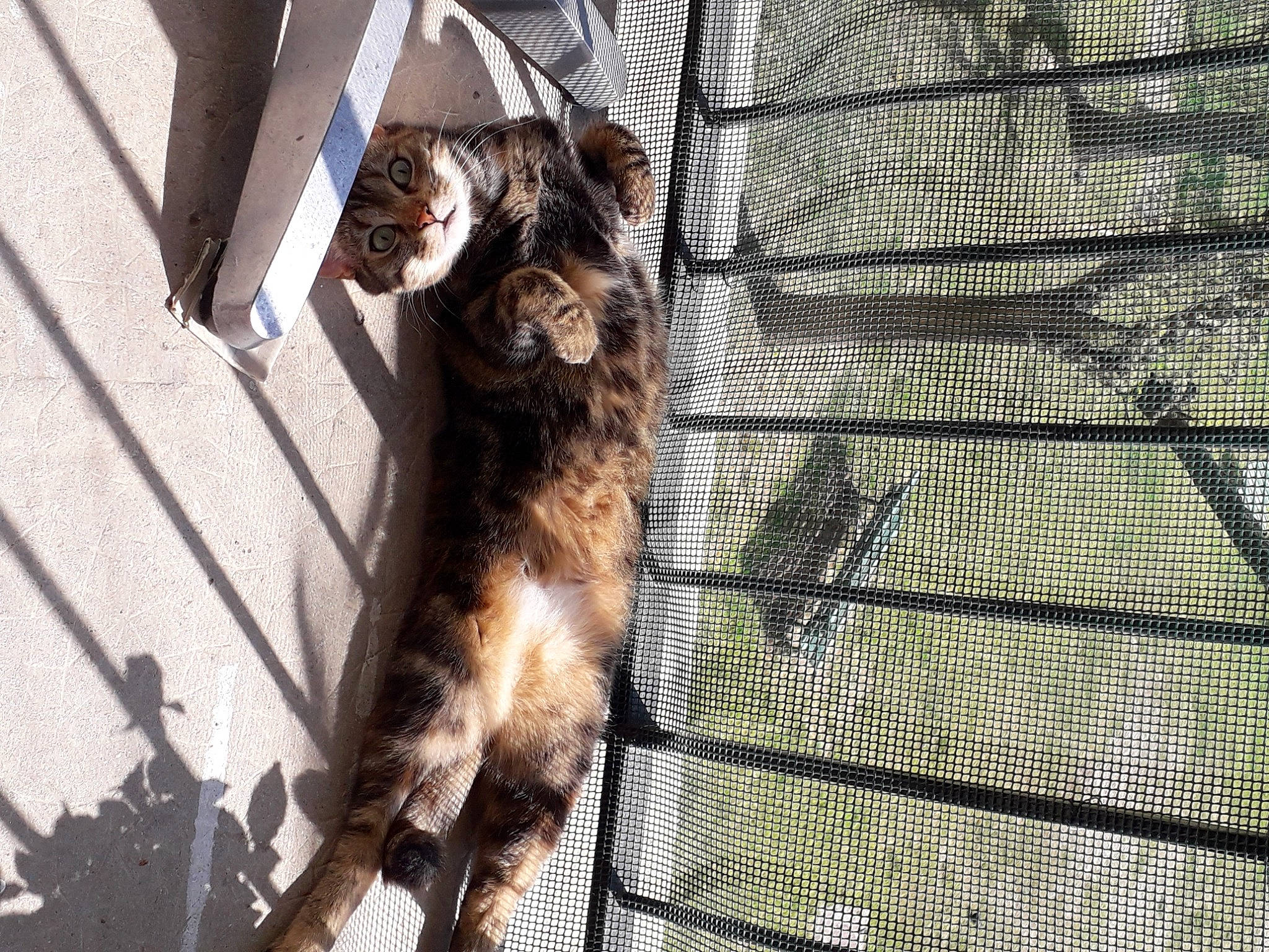 Isis participe au concours pour gagner de l'argent avec cette photo : animal_shelter, carnivore, cat, felidae, fur, small_to_medium_sized_cats, snout, tabby_cat, whiskers, zoo