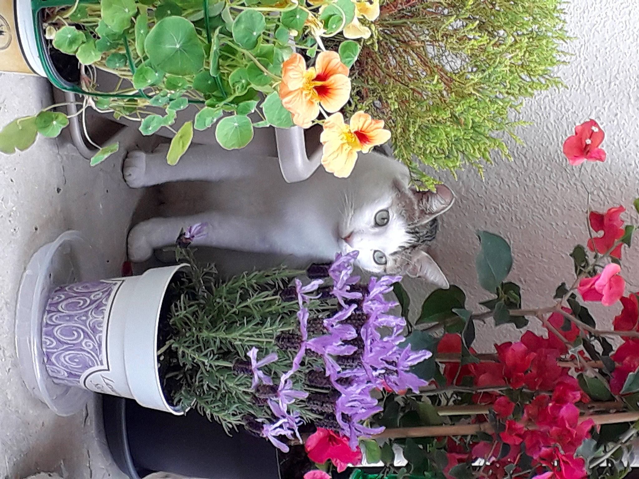 Horus participe au concours pour gagner de l'argent avec cette photo : bouquet, cut_flowers, dendrobium, fashion_accessory, floral_design, floristry, flower, flowerpot, geranium, herb, houseplant, impatiens, moth_orchid, orchid, plant, spring
