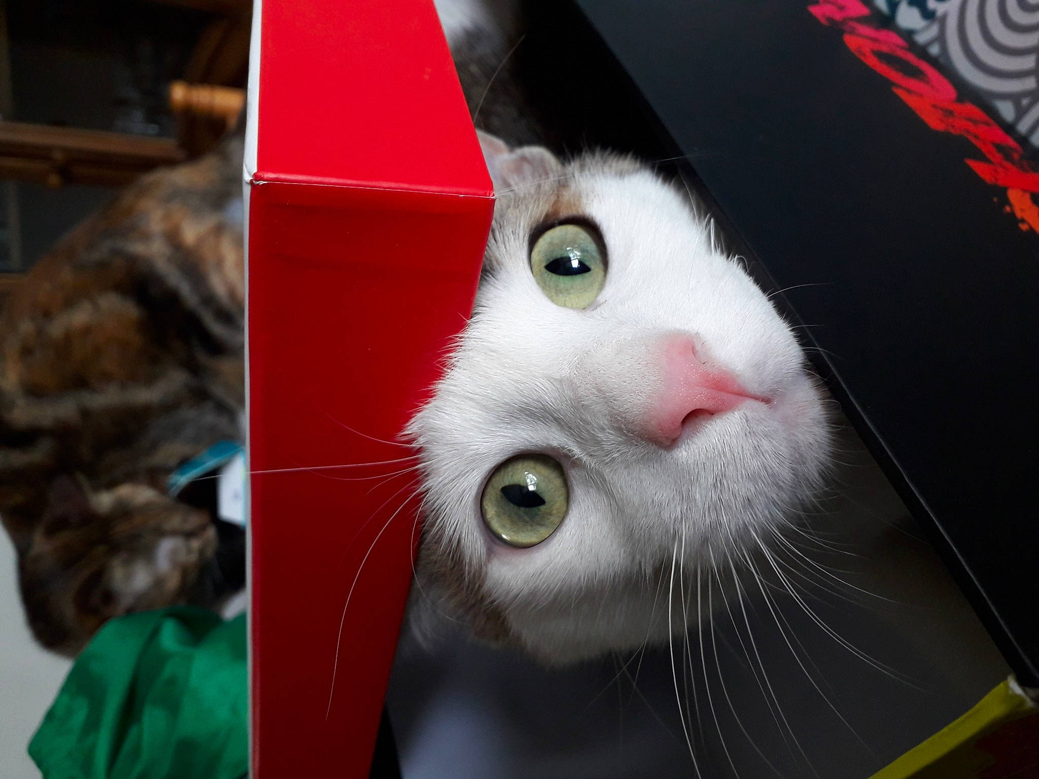 Horus participe au concours pour gagner de l'argent avec cette photo : carnivore, cat, domestic_short_haired_cat, ear, european_shorthair, felidae, fur, small_to_medium_sized_cats, snout, whiskers