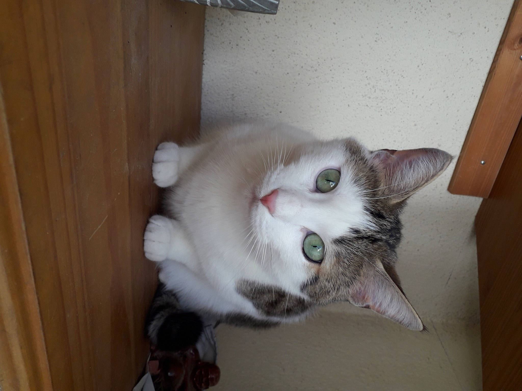 Horus a rejoint le concours — aidez-le/la à gagner de superbes lots ! aegean_cat, american_curl, asian, burmilla, carnivore, cat, domestic_short_haired_cat, ear, european_shorthair, eye, felidae, kitten, mammal, ojos_azules, polydactyl_cat, ragamuffin, small_to_medium_sized_cats, tail, turkish_van, whiskers