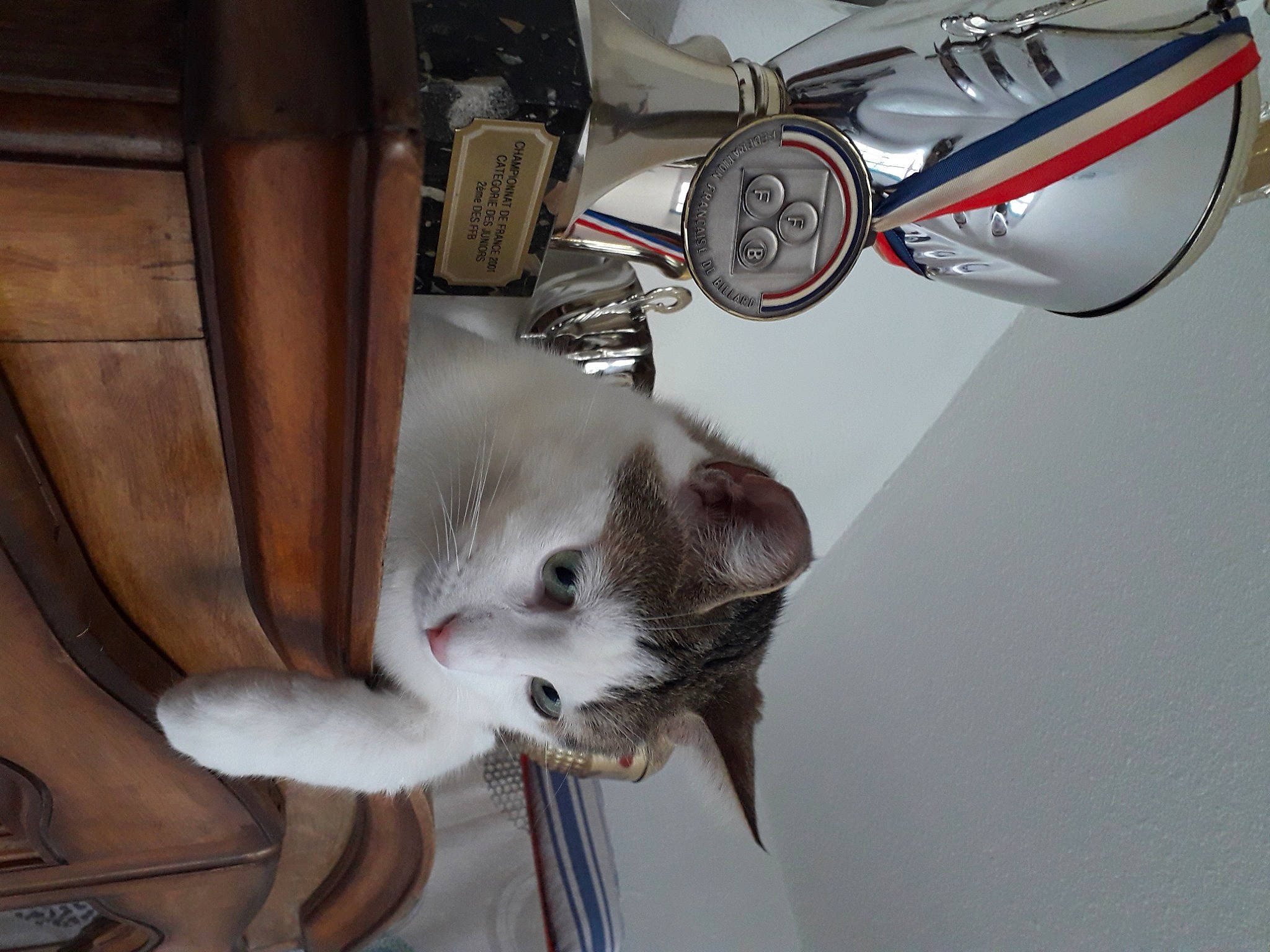 Horus participe au concours pour gagner de l'argent avec cette photo : carnivore, cat, felidae, kitten, small_to_medium_sized_cats, snout, whiskers