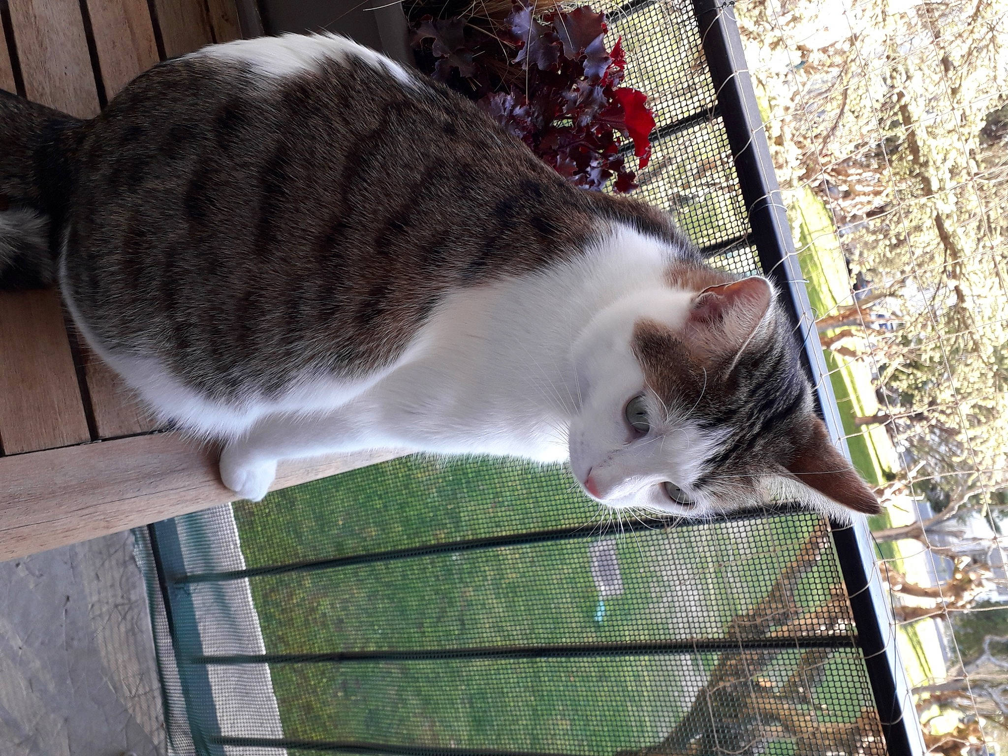 Horus participe au concours pour gagner de l'argent avec cette photo : aegean_cat, american_wirehair, carnivore, cat, domestic_short_haired_cat, european_shorthair, felidae, small_to_medium_sized_cats, tabby_cat, tail, whiskers