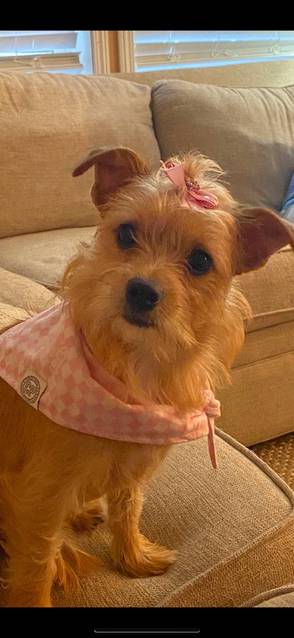 Bella Sue joined the competition — help win amazing prizes! biewer_terrier, canidae, carnivore, collar, companion_dog, dog, dog_breed, dog_clothes, dog_supply, ear, fawn, fur, small_terrier, snout, sporting_group, terrier, toy_dog, wood, working_animal, working_terrier
