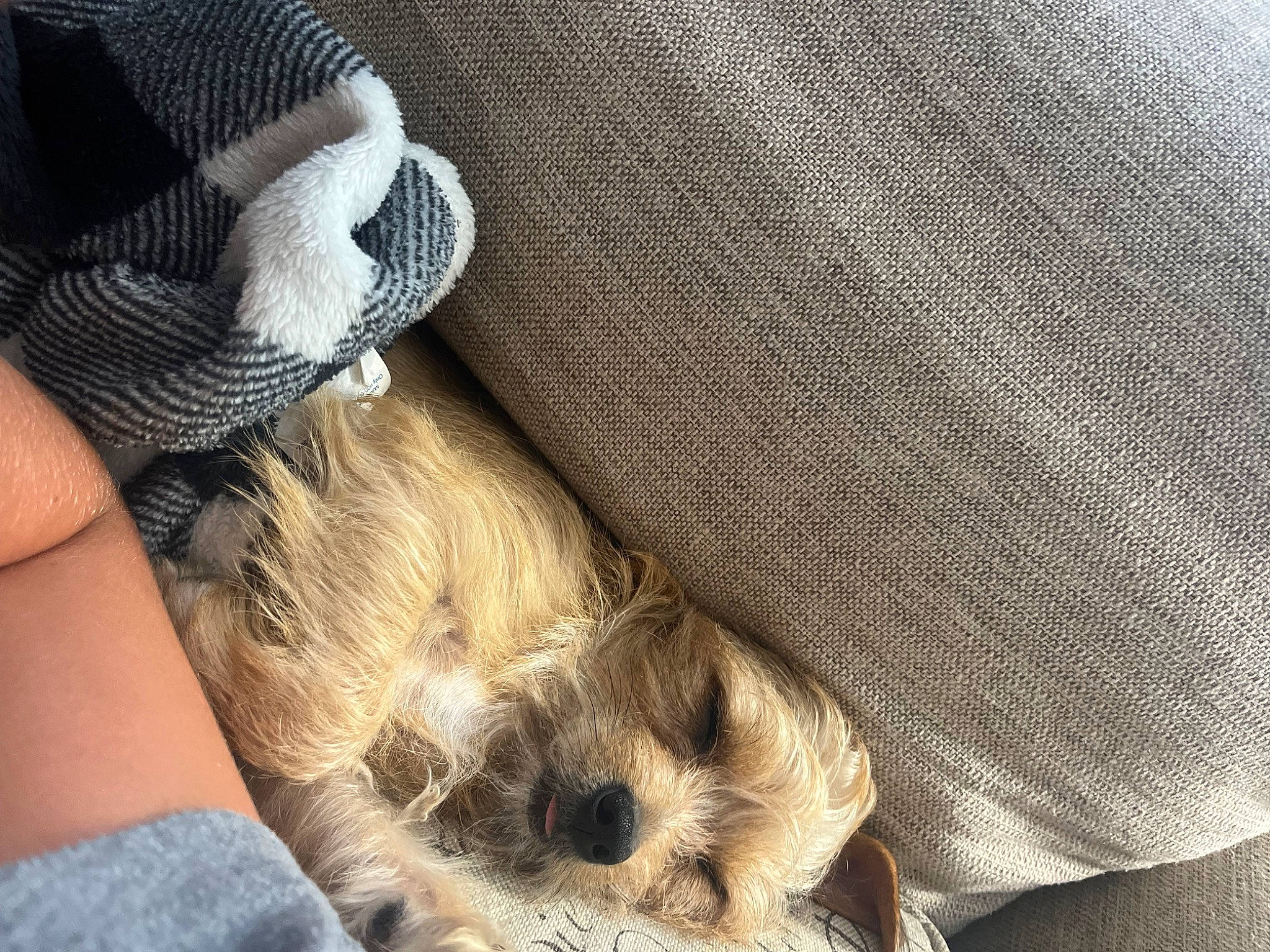 Bella Sue joined the competition — help win amazing prizes! cap, carnivore, comfort, companion_dog, dog, dog_breed, fashion_accessory, fawn, fedora, foot, fur, hat, human_leg, snout, sporting_group, sun_hat, sunglasses, thigh, toy_dog, whiskers