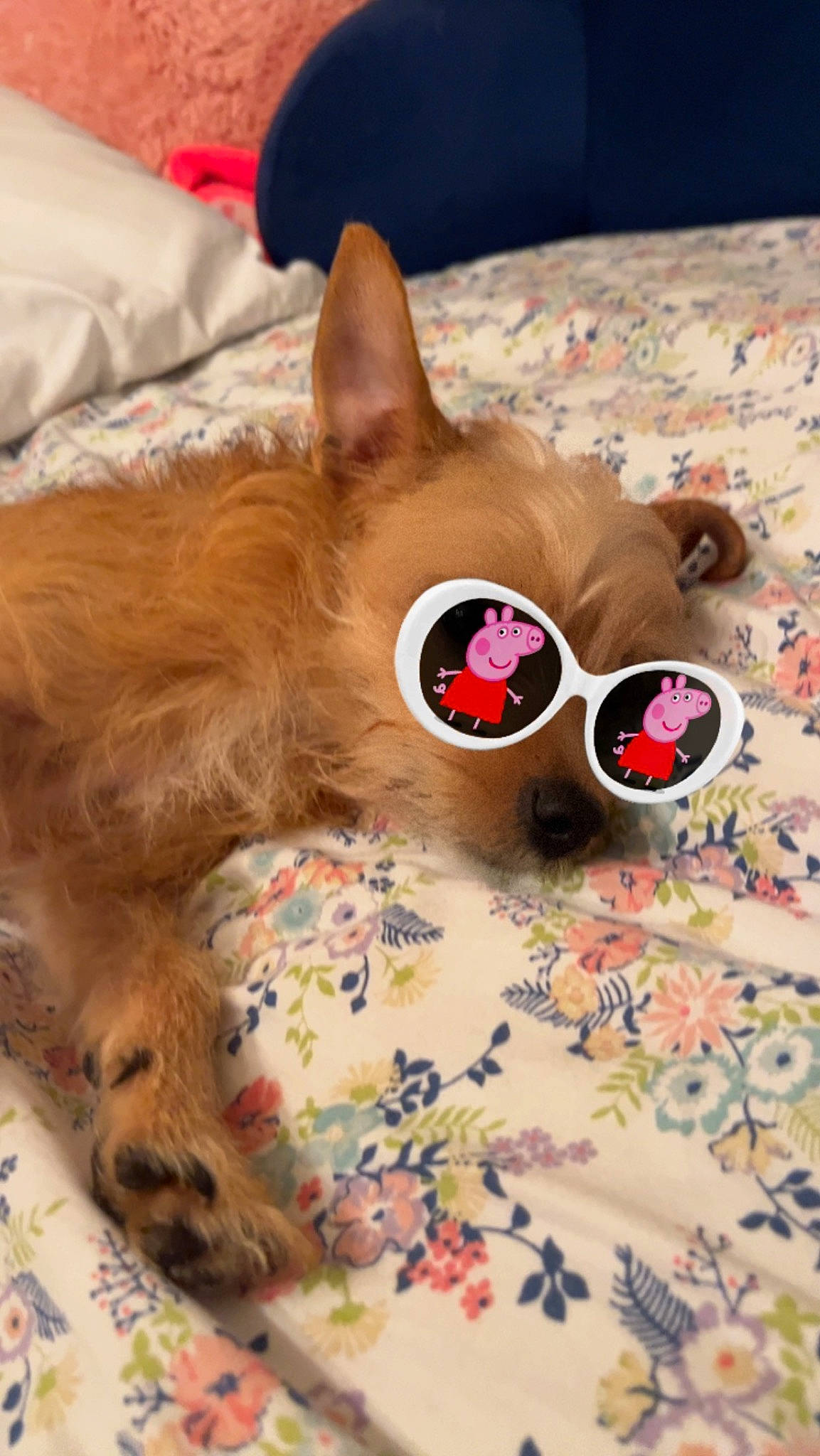 Bella Sue is registered to the contest to win money with this photo: bed, canidae, carnivore, cat_supply, comfort, companion_dog, dog, dog_breed, dog_supply, fawn, felidae, fur, goggles, linens, pet_supply, small_to_medium_sized_cats, snout, sporting_group, sunglasses, whiskers