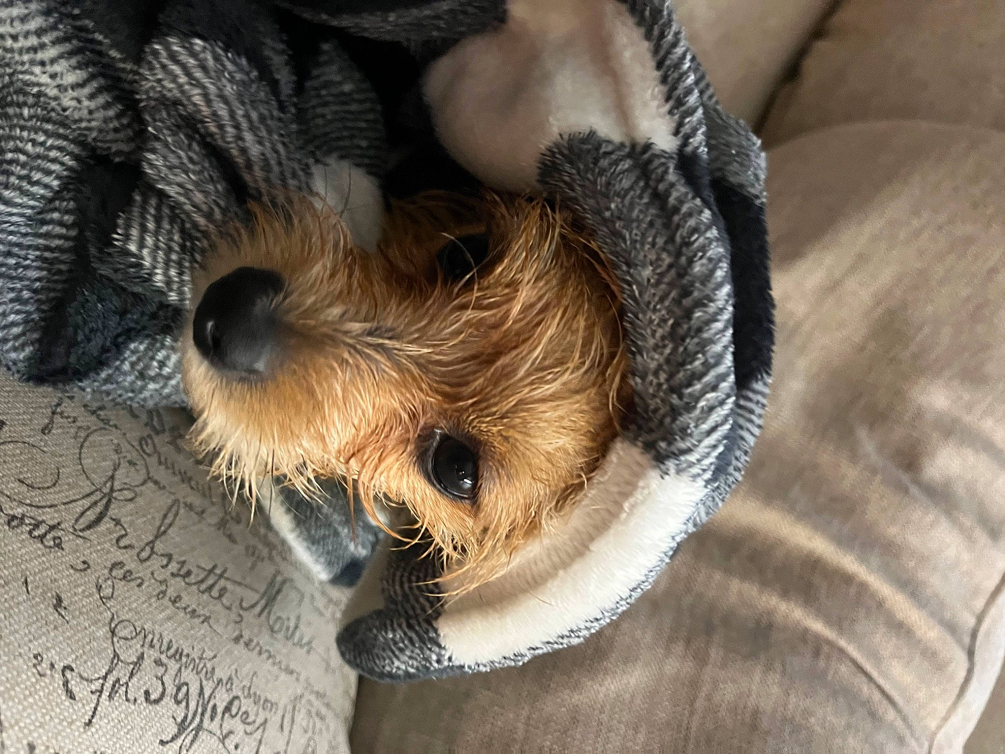 Bella Sue is registered to the contest to win money with this photo: canidae, carnivore, claw, comfort, companion_dog, dog, dog_breed, fawn, felidae, fur, paw, snout, sporting_group, tail, terrestrial_animal, terrier, textile, toy_dog, whiskers, wood