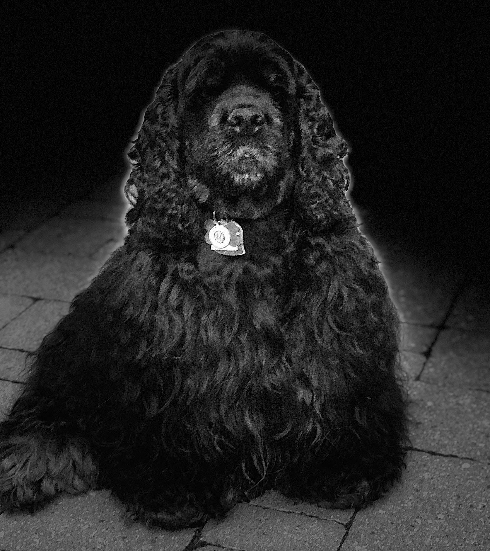 Bob joined the competition — help win amazing prizes! automotive_tire, canidae, carnivore, companion_dog, darkness, dog, dog_breed, fur, grey, gun_dog, liver, monochrome, monochrome_photography, rim, road_surface, snout, spaniel, sporting_group, terrestrial_animal, working_animal