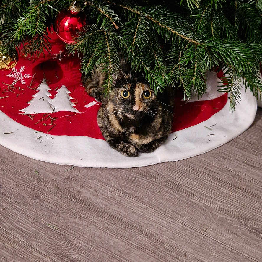 Vanille a rejoint le concours — aidez-le/la à gagner de superbes lots ! accessories, animal, cat, christmas, christmasdecorations, conifer, festival, fir, food, fruit, hardwood, kitten, ornament, pear, pet, plant, produce, sphere, tree, wood