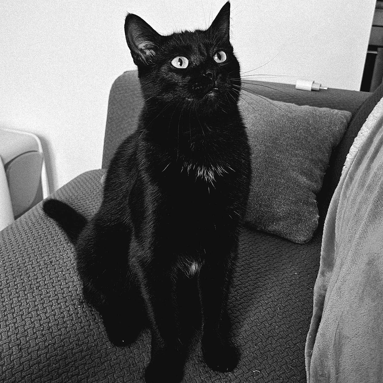 Gribouille a rejoint le concours — aidez-le/la à gagner de superbes lots ! animal, architecture, armchair, blackcat, building, cat, chair, couch, cushion, furniture, homedecor, indoors, kitten, livingroom, manx, pet, room