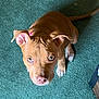 Nala joined the competition — help win amazing prizes! dog, puppy, brown_dog, pet, animal, indoor, carpet, looking_up, ears, face, cute, young_dog, fur, whiskers, tail, floor, domestic_animal, canine, sitting, attention