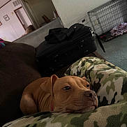 Nala joined the competition — help win amazing prizes! dog, brown_dog, couch, blanket, camouflage, indoor, pet, resting, relaxed, crate, black_bag, fur, snout, ears, home, living_room, animal, cozy, companion, comfort