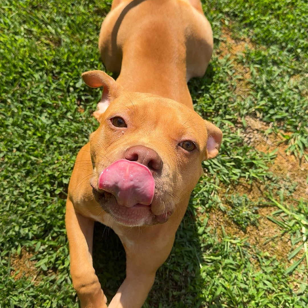 Nala