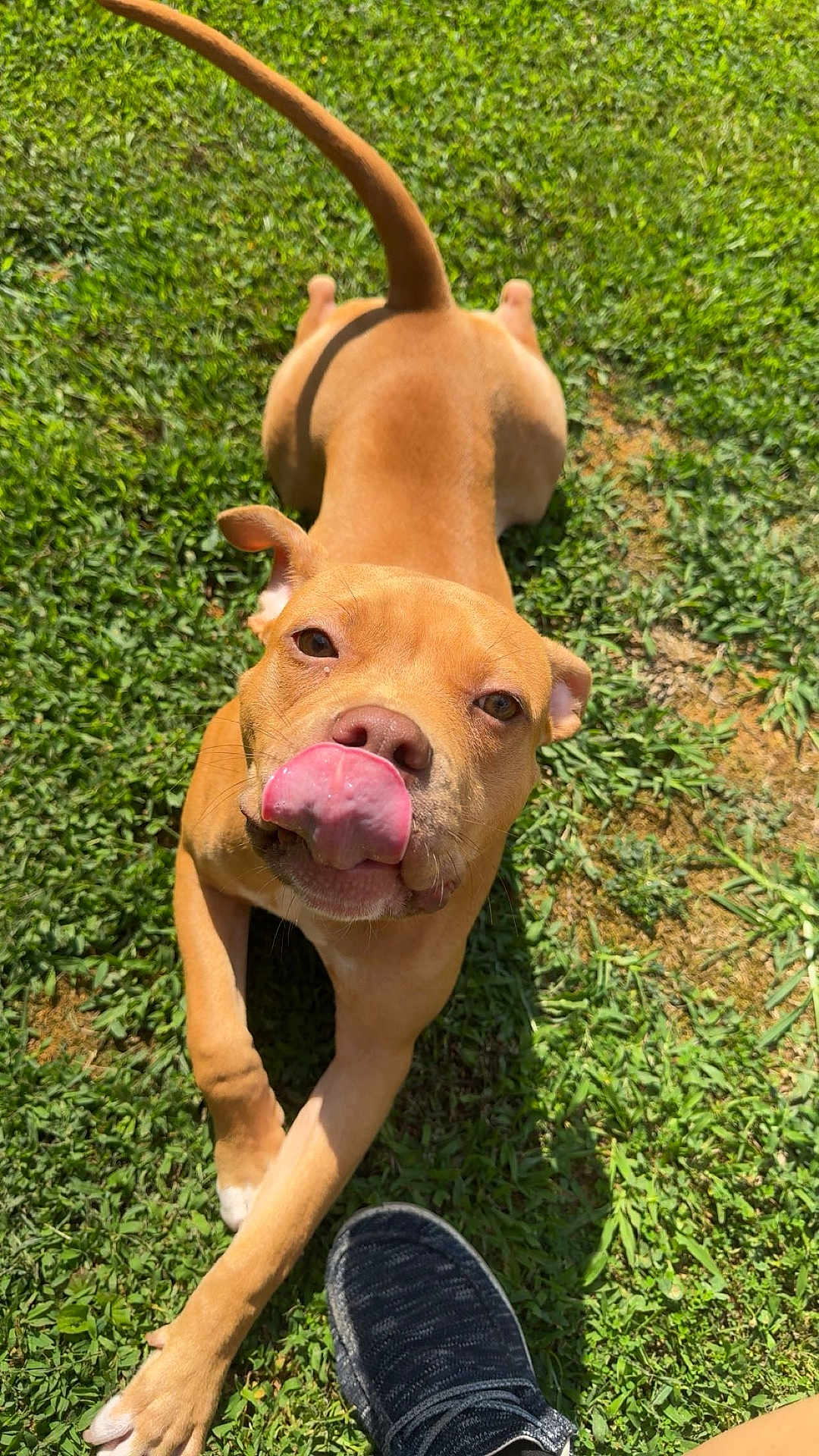 Nala