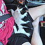 Kovu joined the competition — help win amazing prizes! cat, black_and_white_cat, person, lap, car_interior, seatbelt, shorts, tshirt, gear_shift, bottle, cable, pet, relaxing, curious, indoor, closeup, animal, resting, domestic_animal, human_leg