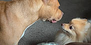 Cooper is registered to the contest to win money with this photo: dog, living_room, carpet, fireplace, toy, blanket, furniture, pet, interaction, curious, fluffy, brown_dog, small_dog, cozy, indoor, home, animal, looking, face_to_face, stone_wall