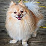 dog, pomeranian, fluffy, smiling, tongue_out, pet, canine, wooden_deck, outdoor, happy, small_dog, fur, tail, ears, animal, cute, standing, friendly, companion, domestic