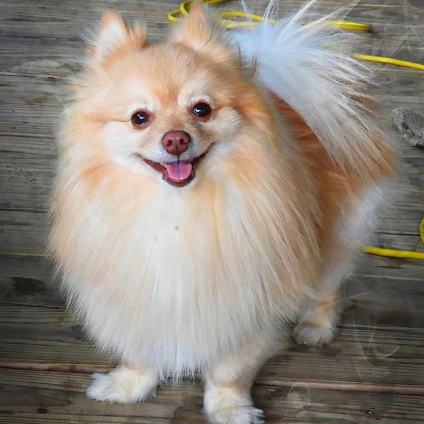 Cooper