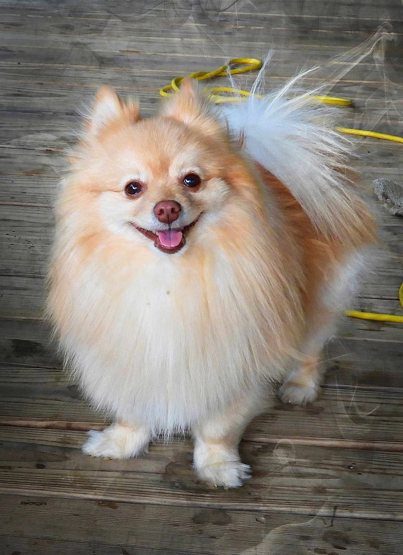 Cooper