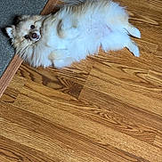Cooper is registered to the contest to win money with this photo: dog, fluffy, lying_down, wooden_floor, carpet, pet, indoor, cute, animal, fur, small_dog, relaxed, looking_up, paw, domestic_animal, companion, canine, flooring, home, resting