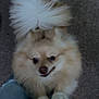 Cooper joined the competition — help win amazing prizes! dog, pomeranian, fluffy, tail, pet, animal, indoor, jeans, ripped_clothing, legs, playful, looking_up, cute, small_dog, fur, canine, smile, happy, companion, domestic