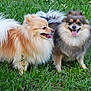 Cooper joined the competition — help win amazing prizes! dog, pomeranian, fluffy, grass, outdoor, pet, canine, animal, happy, tongue_out, nature, two_dogs, playful, fur, mammal, companion, summer, green, small_dog, cute
