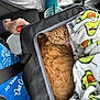 cat, carrier_bag, blanket, avocado_pattern, person, hand, car_interior, water_bottle, cup, seat, clothing, blue_shirt, orange_cat, pet, travel, cozy, snug, feline, resting, leisure