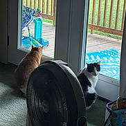 Simba is registered to the contest to win money with this photo: cat, indoor, door, glass, fan, carpet, animal, pet, window, black_and_white_cat, orange_cat, curious, sitting, floor, home, toy, outdoor_view, wooden_railing, basket, quiet_moment