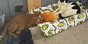 Simba joined the competition — help win amazing prizes! cat, orange_cat, black_and_white_cat, blanket, plush_toy, carpet, jeans, paint_can, wooden_board, indoor, floor, resting, pet, animal, cozy, cute, feline, domestic, relaxed, home