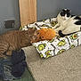cat, orange_cat, black_and_white_cat, blanket, plush_toy, carpet, jeans, paint_can, wooden_board, indoor, floor, resting, pet, animal, cozy, cute, feline, domestic, relaxed, home