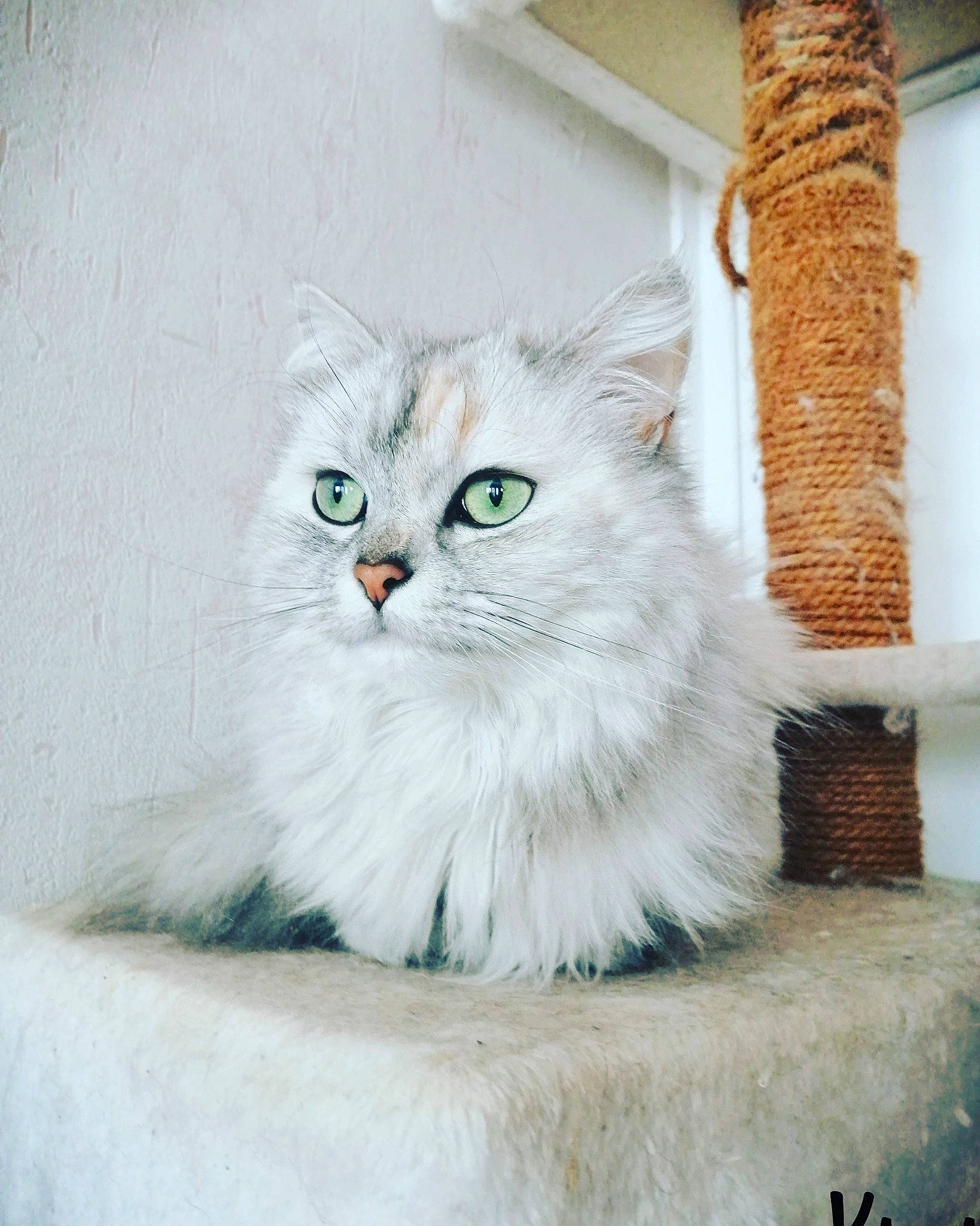 Miracle a rejoint le concours — aidez-le/la à gagner de superbes lots ! american_curl, asian, asian_semi_longhair, british_longhair, british_semi_longhair, burmilla, carnivore, cat, domestic_long_haired_cat, eye, felidae, mammal, norwegian_forest_cat, persian, ragamuffin, ragdoll, siberian, small_to_medium_sized_cats, vertebrate, whiskers