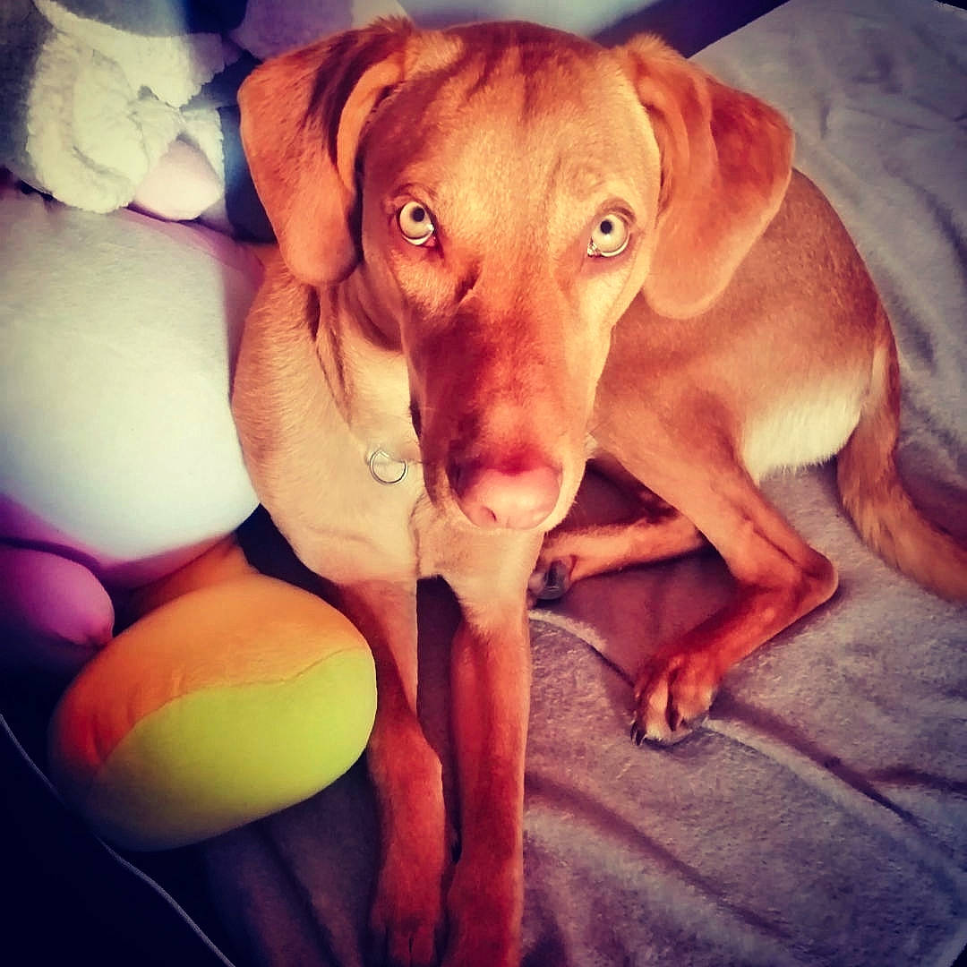Hutch a rejoint le concours — aidez-le/la à gagner de superbes lots ! beagador, canidae, carnivore, companion_dog, dog, dog_breed, ear, fawn, hunting_dog, mammal, pointing_breed, puppy, puppy_love, rhodesian_ridgeback, snout, sporting_group, vizsla, weimaraner