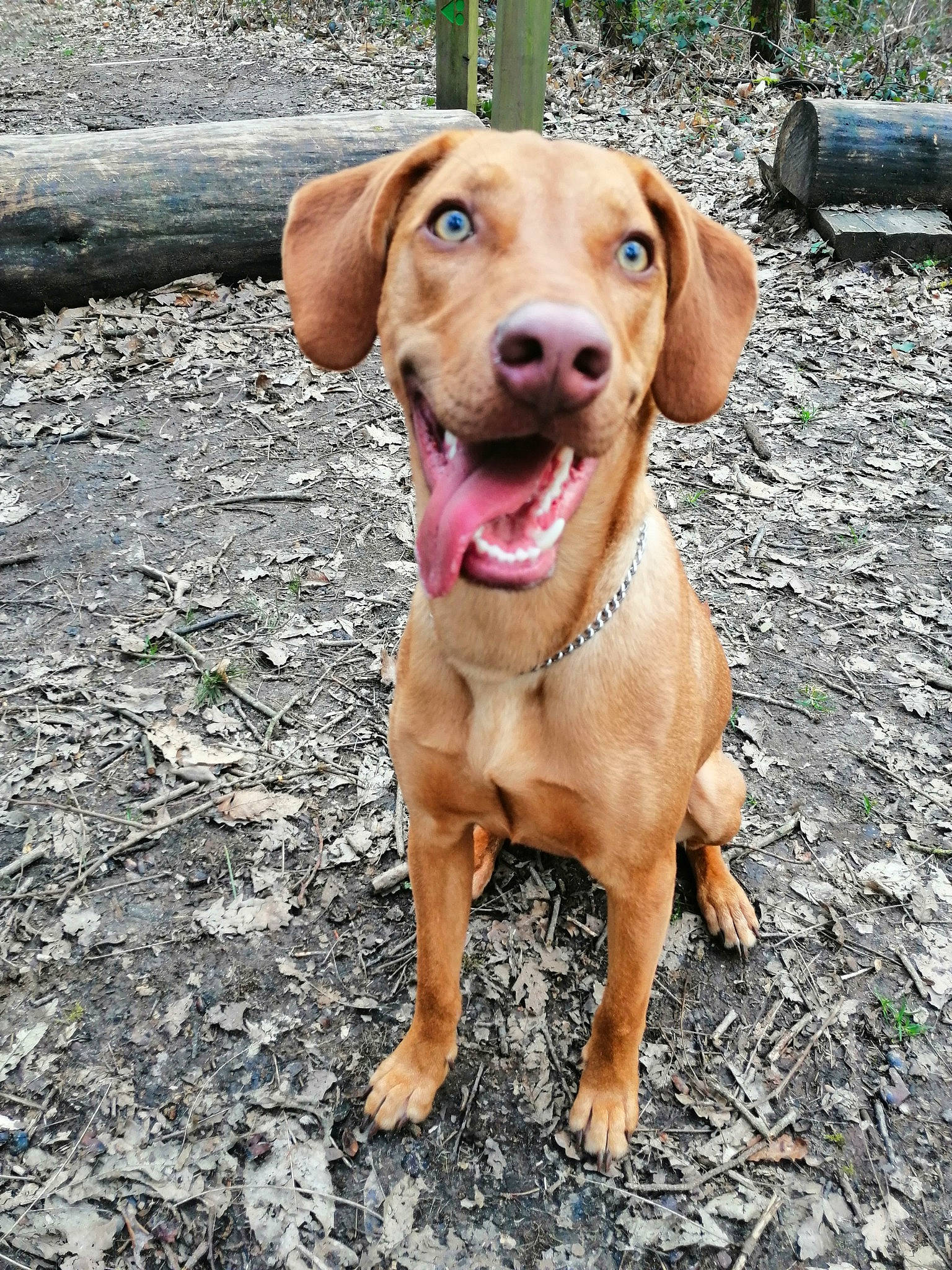 Hutch a rejoint le concours — aidez-le/la à gagner de superbes lots ! beagador, canidae, carnivore, dog, dog_breed, fawn, hound, hunting_dog, liver, mammal, mountain_cur, puppy, rhodesian_ridgeback, sporting_group, vertebrate, vizsla, working_dog