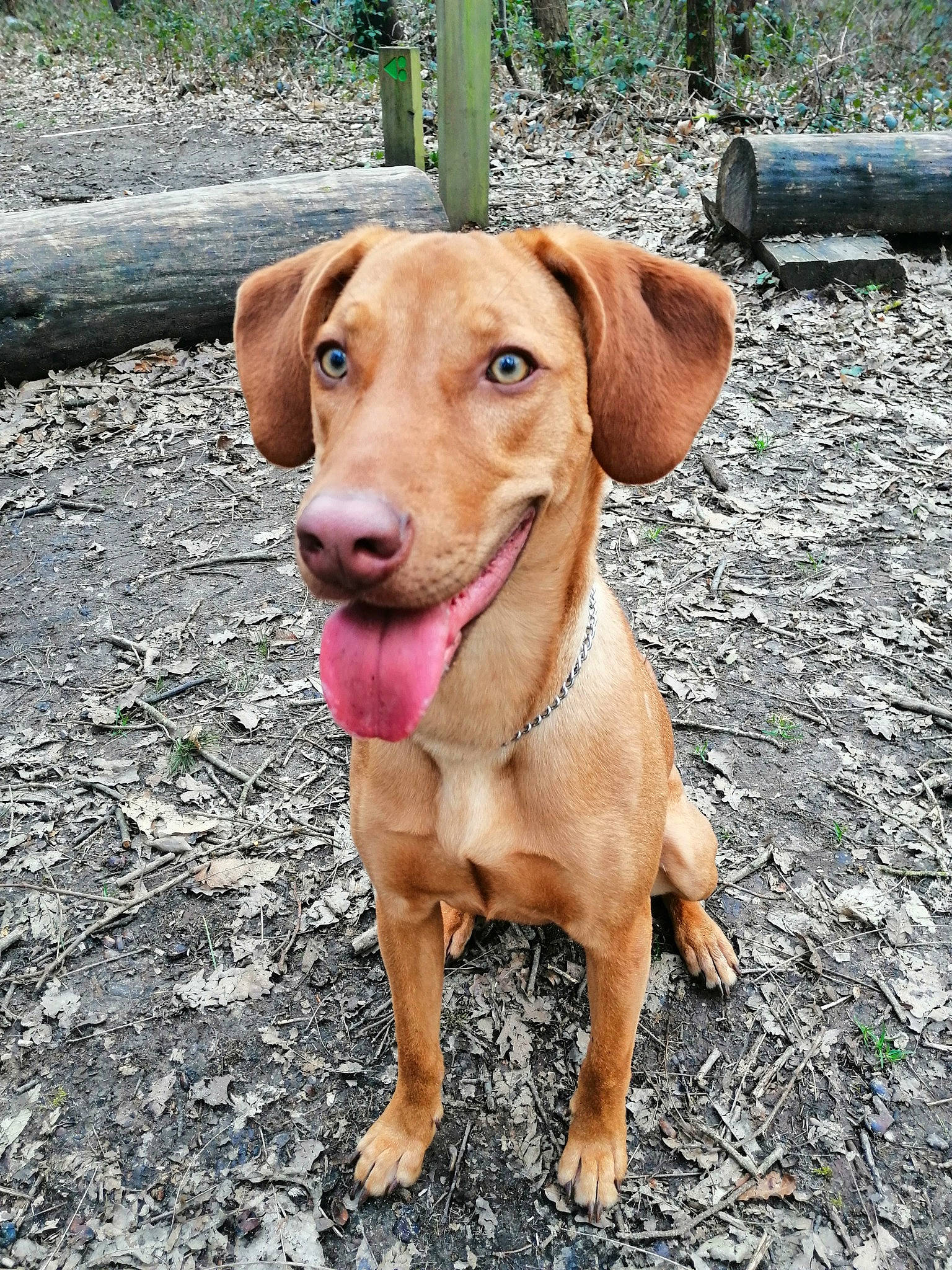 Hutch a rejoint le concours — aidez-le/la à gagner de superbes lots ! canidae, carnivore, dachshund, dog, dog_breed, fawn, hound, hunting_dog, liver, mammal, pointing_breed, snout, sporting_group, vertebrate, vizsla, working_dog