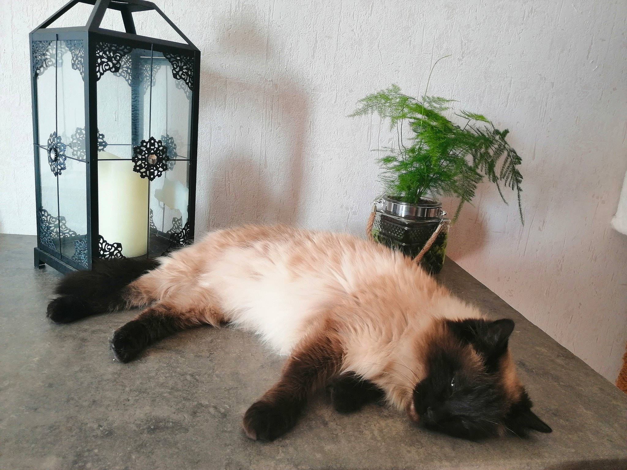 Duchesse a rejoint le concours — aidez-le/la à gagner de superbes lots ! balinese, birman, carnivore, cat, domestic_long_haired_cat, felidae, himalayan, persian, ragdoll, siamese, small_to_medium_sized_cats, tail, whiskers