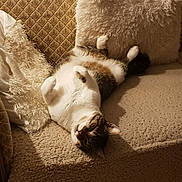 Marty a rejoint le concours — aidez-le/la à gagner de superbes lots ! animal, architecture, armchair, building, cat, chair, couch, cushion, furniture, homedecor, indoors, kitten, livingroom, manx, person, pet, room, siamese, sleeping, teddybear