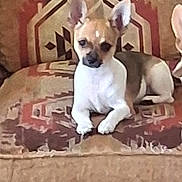 Monkey Yara joined the competition — help win amazing prizes! dog, chihuahua, small_dog, pet, indoor, chair, patterned_fabric, brown, tan, white, ears_up, alert, sitting, furniture, cozy, home, animal, companion, cute, calm