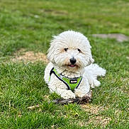 Kapara participe au concours pour gagner de l'argent avec cette photo : dog, white_dog, fluffy, grass, outdoor, pet, canine, animal, nature, playful, stick, harness, cute, lying_down, tongue_out, summer, greenery, fur, small_dog, adorable