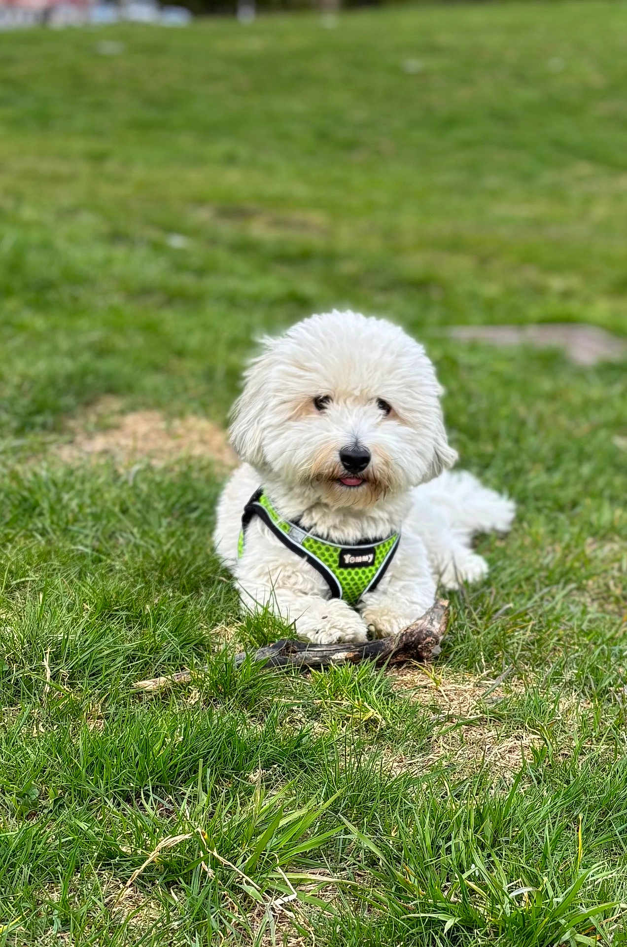 Kapara participe au concours pour gagner de l'argent avec cette photo : dog, white_dog, fluffy, grass, outdoor, pet, canine, animal, nature, playful, stick, harness, cute, lying_down, tongue_out, summer, greenery, fur, small_dog, adorable