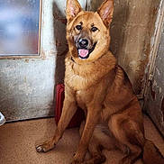 Chipie a rejoint le concours — aidez-le/la à gagner de superbes lots ! dog, canine, golden_brown_fur, sitting, smiling, open_mouth, pointed_ears, black_nose, brown_eyes, long_tail, indoor, doorway, weathered_wall, rustic, tile_floor, portrait, full_body, happy, pet, animal