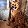 dog, canine, golden_brown_fur, sitting, smiling, open_mouth, pointed_ears, black_nose, brown_eyes, long_tail, indoor, doorway, weathered_wall, rustic, tile_floor, portrait, full_body, happy, pet, animal