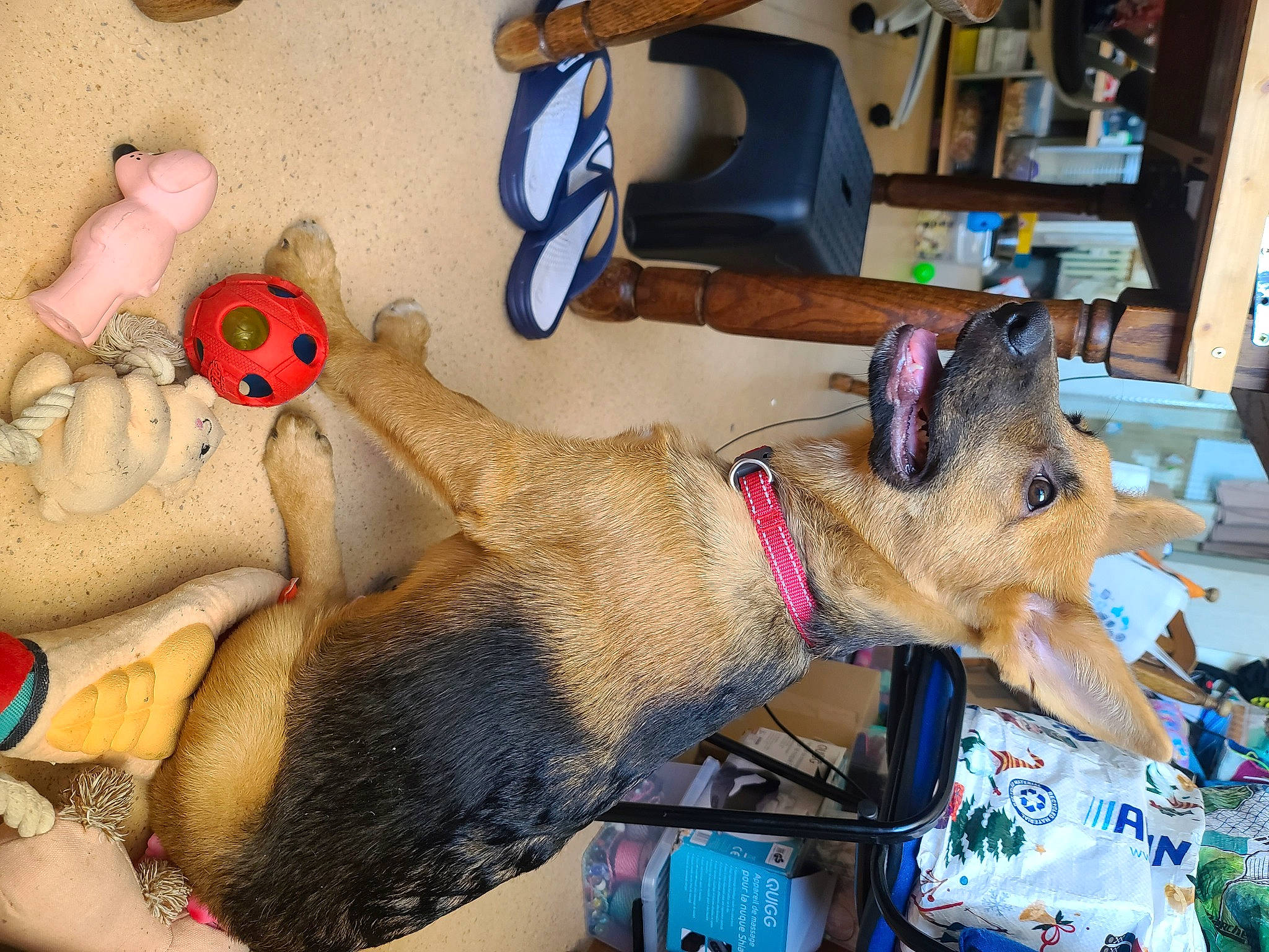 Chipie participe au concours pour gagner de l'argent avec cette photo : canidae, carnivore, collar, comfort, companion_dog, dog, dog_breed, dog_collar, dog_supply, fawn, foot, fur, lap, mammal, pet_supply, plastic, snout, sporting_group, toy, vertebrate