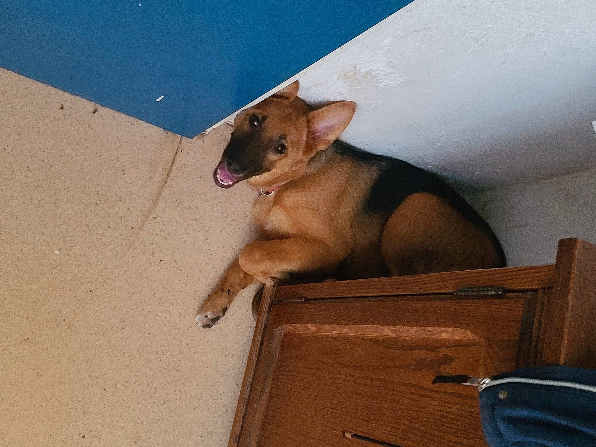 Chipie a rejoint le concours — aidez-le/la à gagner de superbes lots ! brown, canidae, carnivore, ceiling, companion_dog, dog, dog_breed, fawn, flooring, hardwood, liver, paw, pet_supply, snout, sporting_group, tail, terrestrial_animal, windshield, wood, working_animal