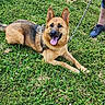 Chipie participe au concours pour gagner de l'argent avec cette photo : dog, german_shepherd, pet, animal, outdoors, grass, meadow, flowers, daisy, leash, collar, harness, sitting, lying_down, tongue_out, happy, ears_up, portrait, nature, human_shoe