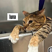 Luna is registered to the contest to win money with this photo: cat, tabby_cat, paws, white_paws, harness, metal_surface, stainless_steel, close_up, animal, pet, feline, curious, indoor, leash, portrait, mammal, whiskers, ears, face, text_overlay