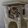 Luna joined the competition — help win amazing prizes! cat, tabby_cat, cat_tree, pet, indoor, feline, paws, collar, tag, fur, whiskers, animal, resting, cute, curious, home, climbing_structure, soft, cozy, playful