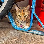 Luna is registered to the contest to win money with this photo: cat, tabby_cat, yellow_eyes, collar, metal_frame, bicycle_tire, orange_container, concrete_floor, indoor, pet, animal, resting, close_up, feline, curious, collar_tag, scratched_paint, shadow, garage, quiet