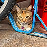 cat, tabby_cat, yellow_eyes, collar, metal_frame, bicycle_tire, orange_container, concrete_floor, indoor, pet, animal, resting, close_up, feline, curious, collar_tag, scratched_paint, shadow, garage, quiet
