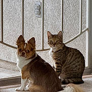 Benito joined the competition — help win amazing prizes! dog, cat, pet, indoor, mesh_screen, curious, sitting, fur, tabby_cat, small_dog, companion, domestic_animal, floor_rug, light, window, tail, ears, whiskers, collar, home